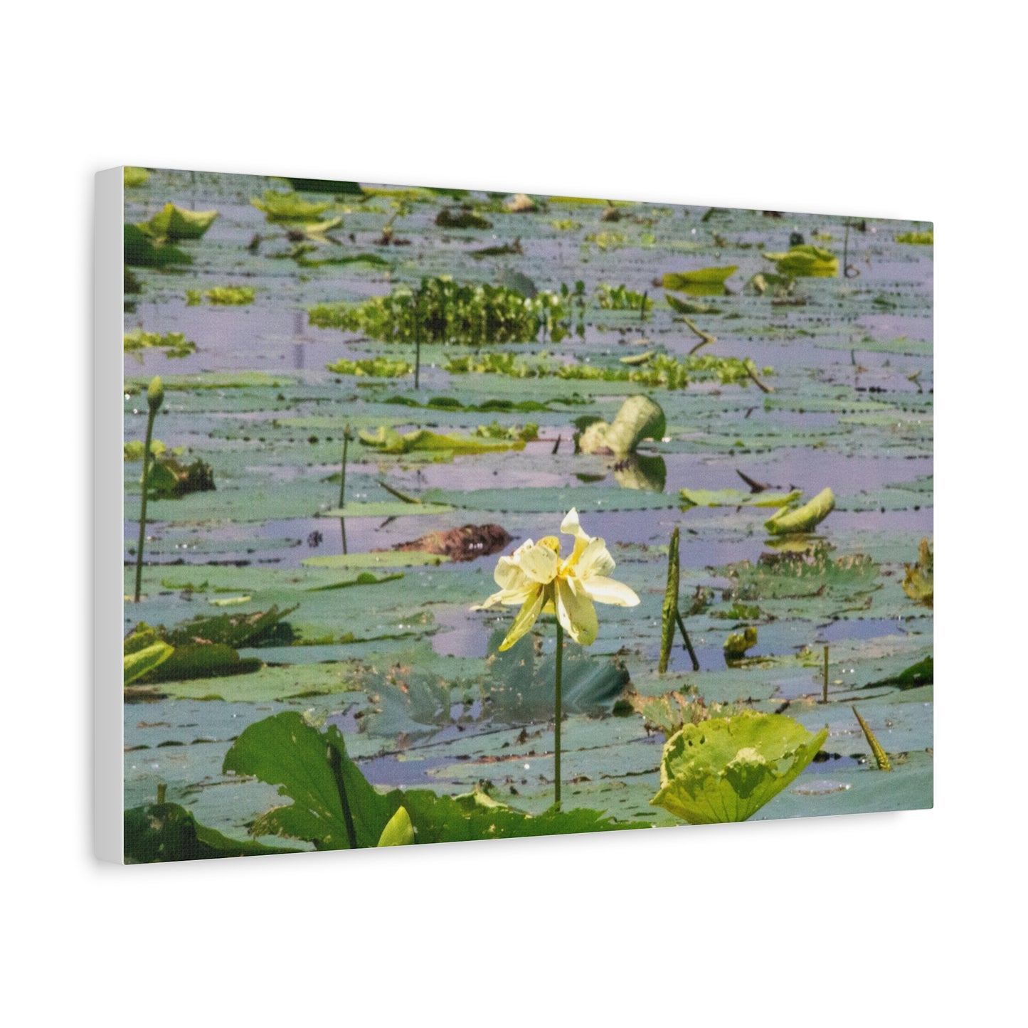 Marsh Petals