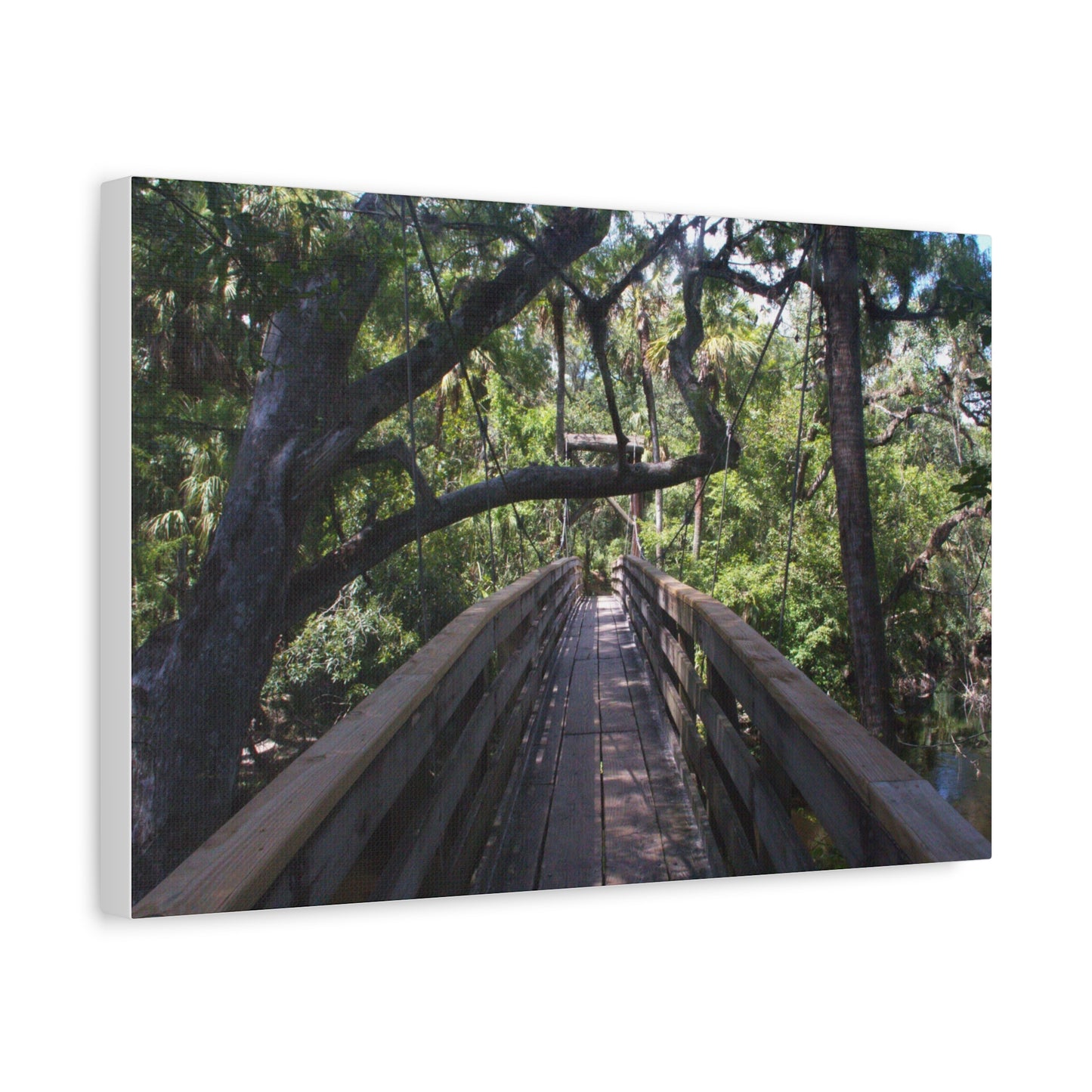 Canopy Crossing