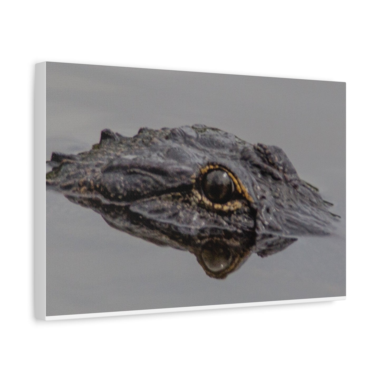 Glassy Gator