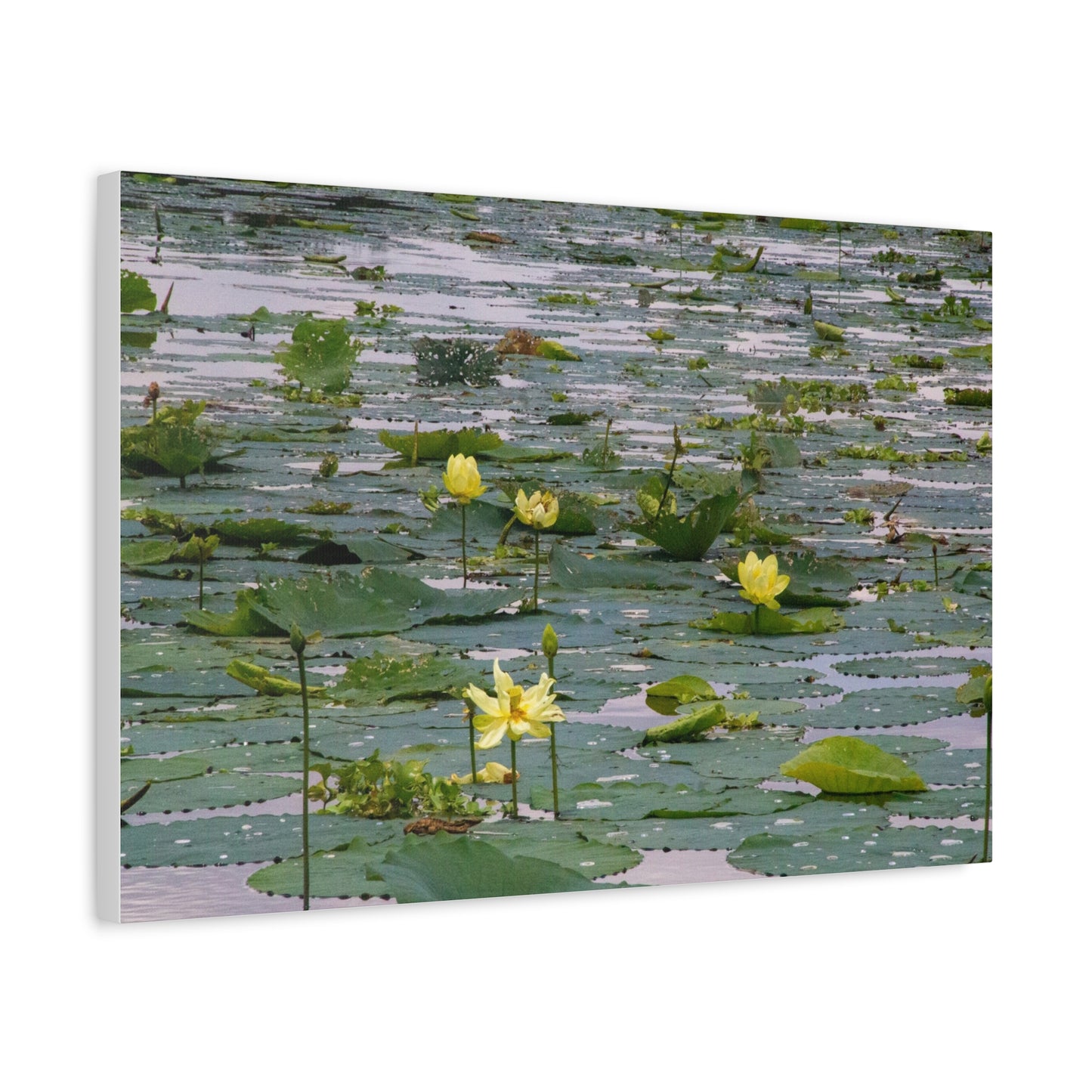 Golden Lillies