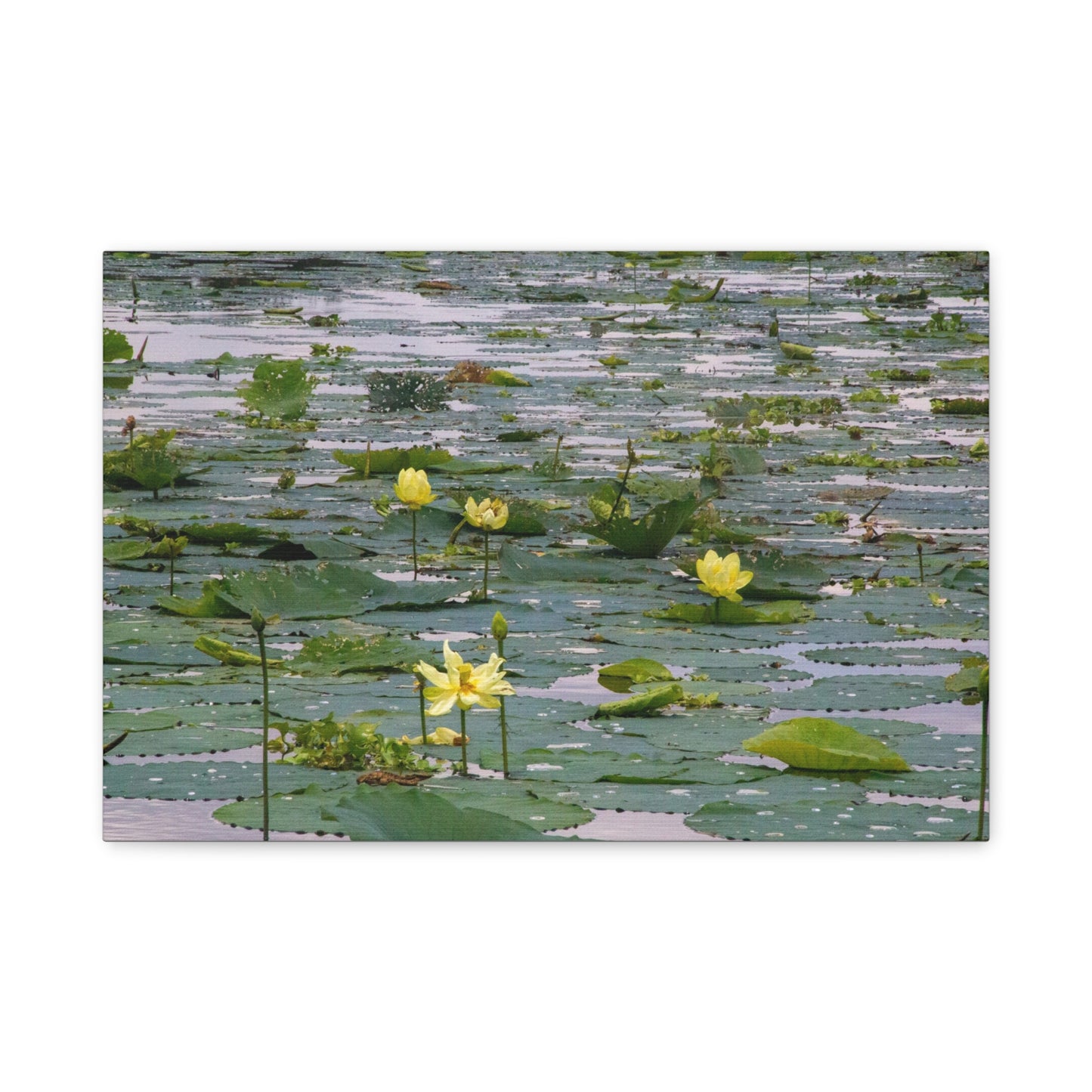 Golden Lillies