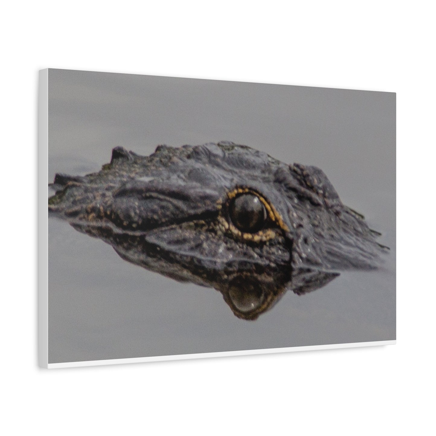 Glassy Gator