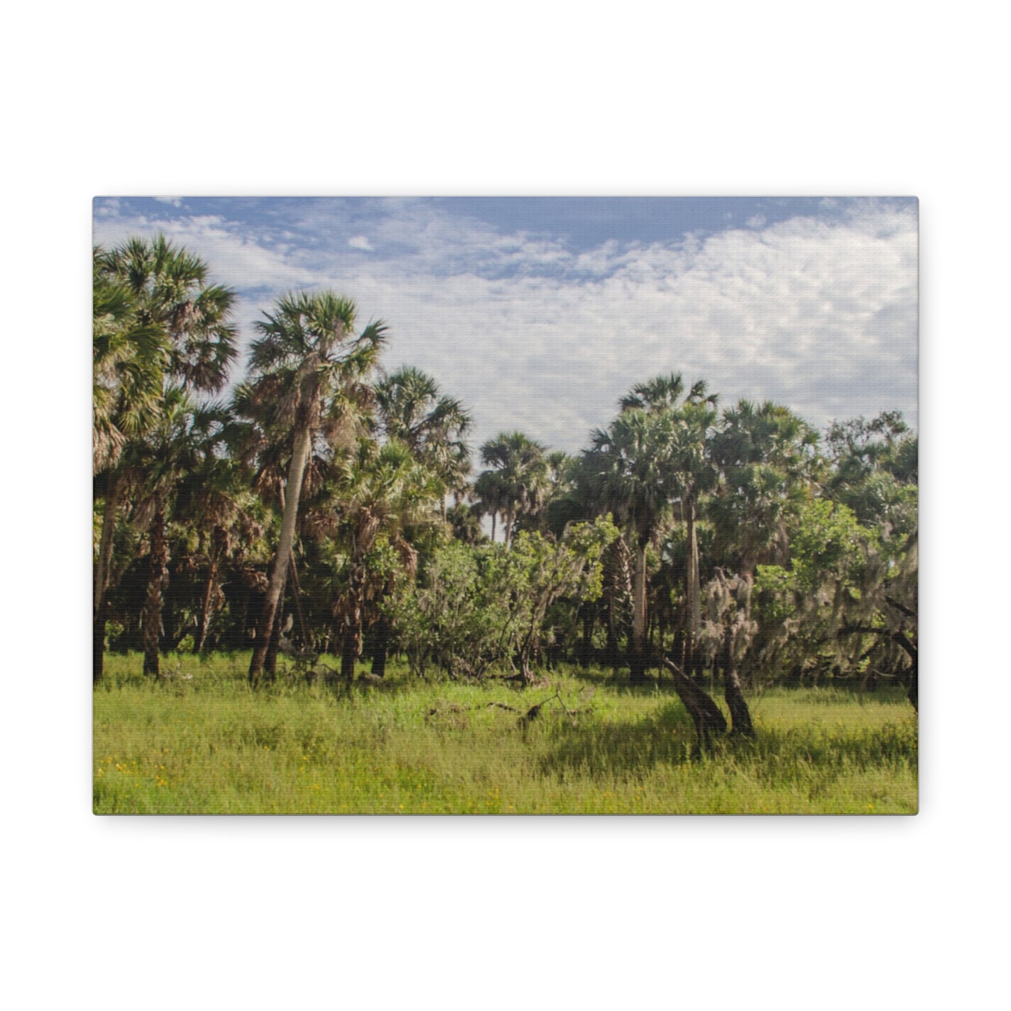 Palm Prairie