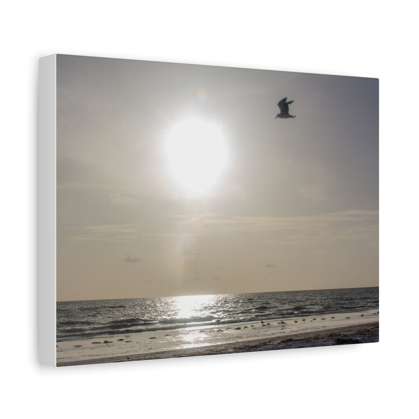 Sunny Shores