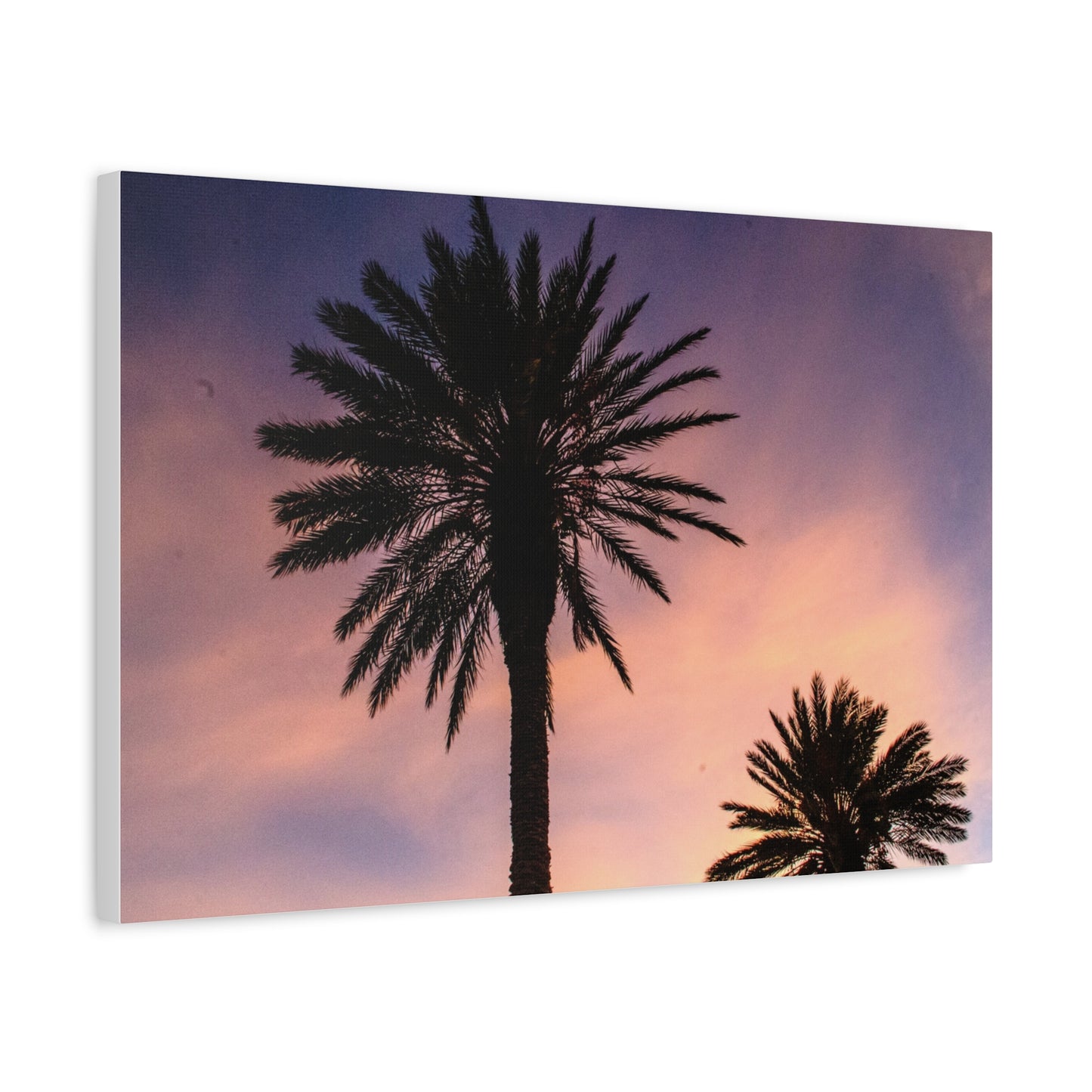 Tropicana Palms