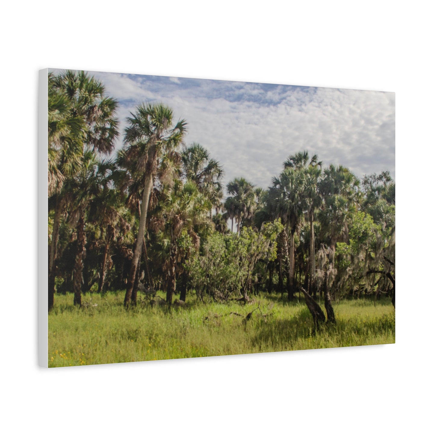 Palm Prairie