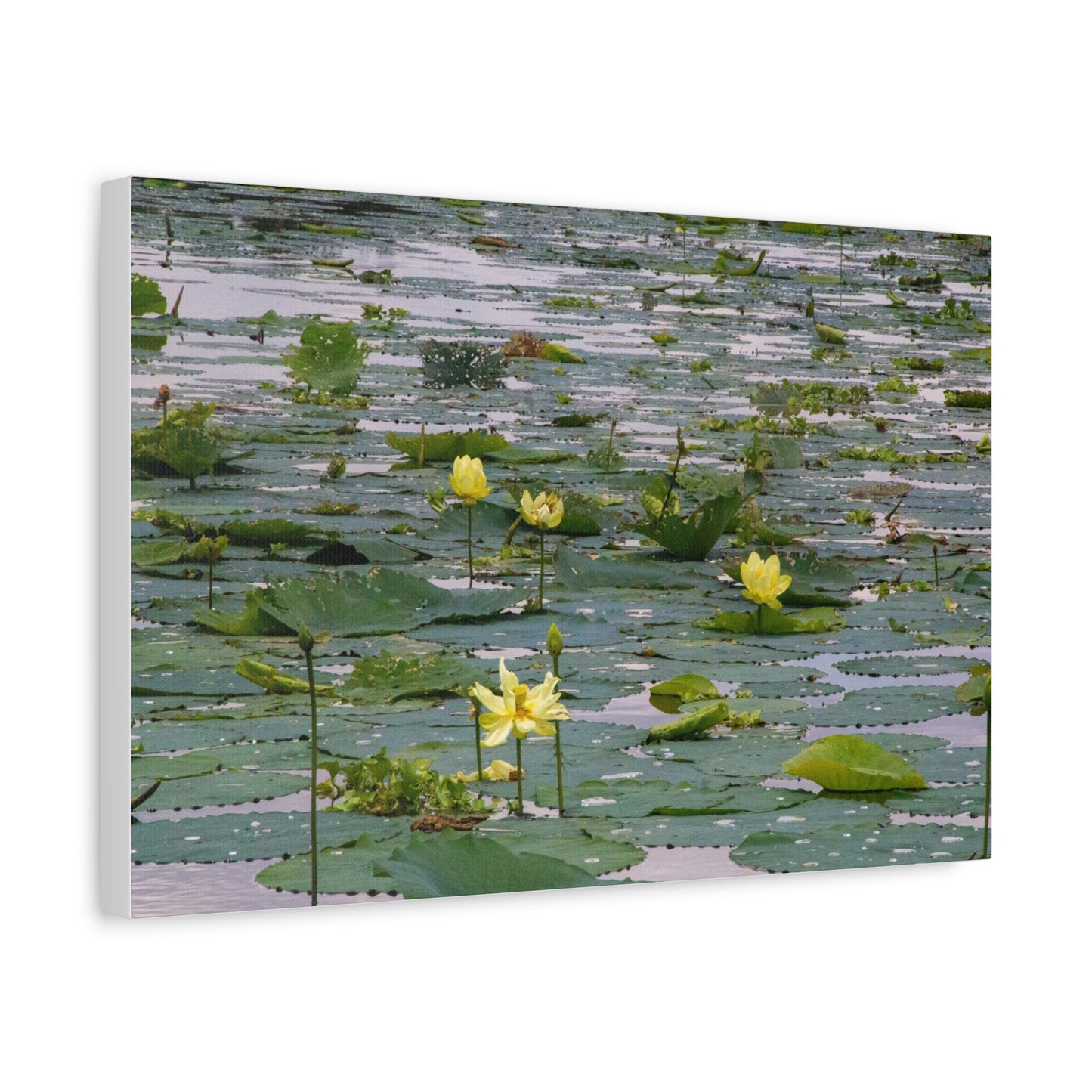 Golden Lillies
