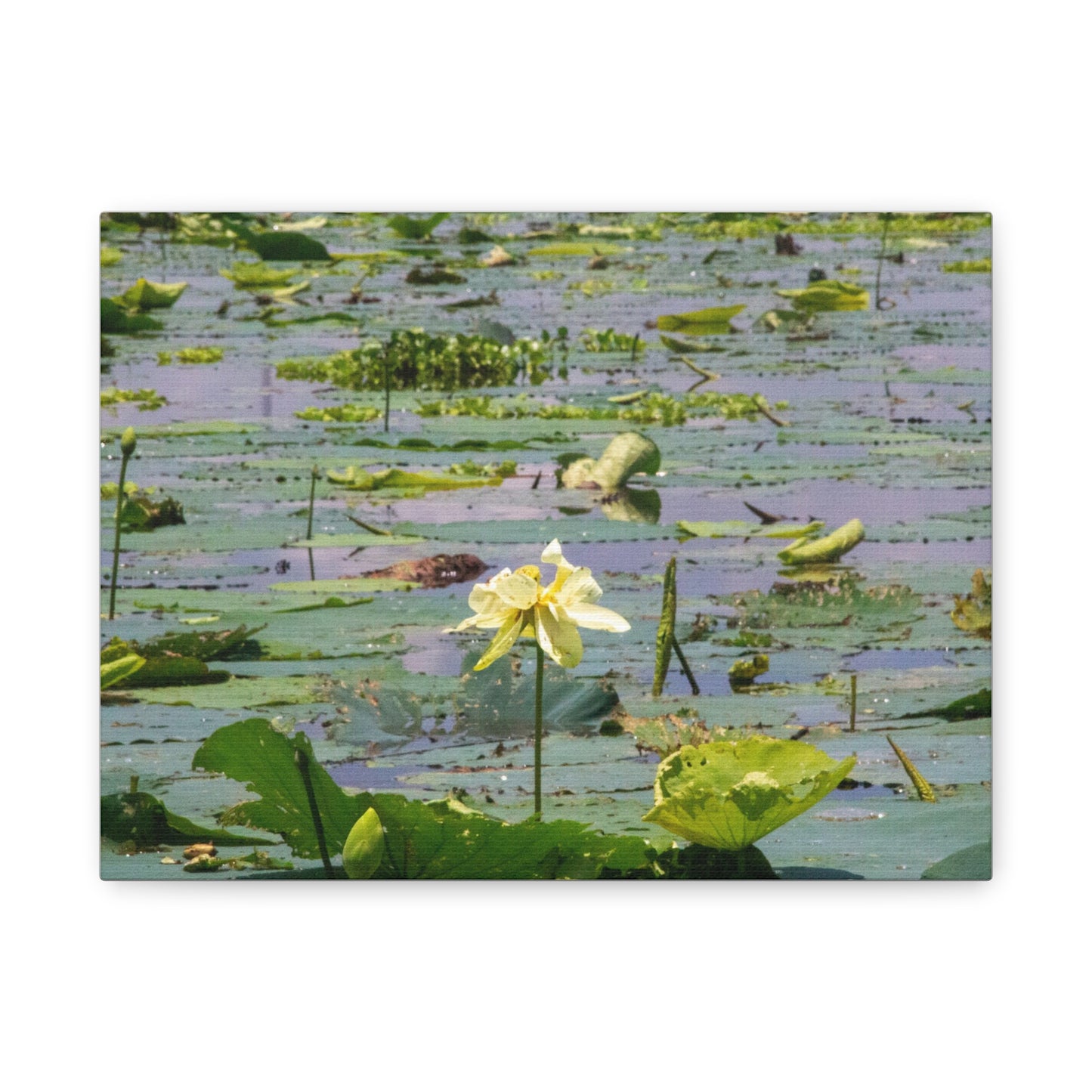 Marsh Petals