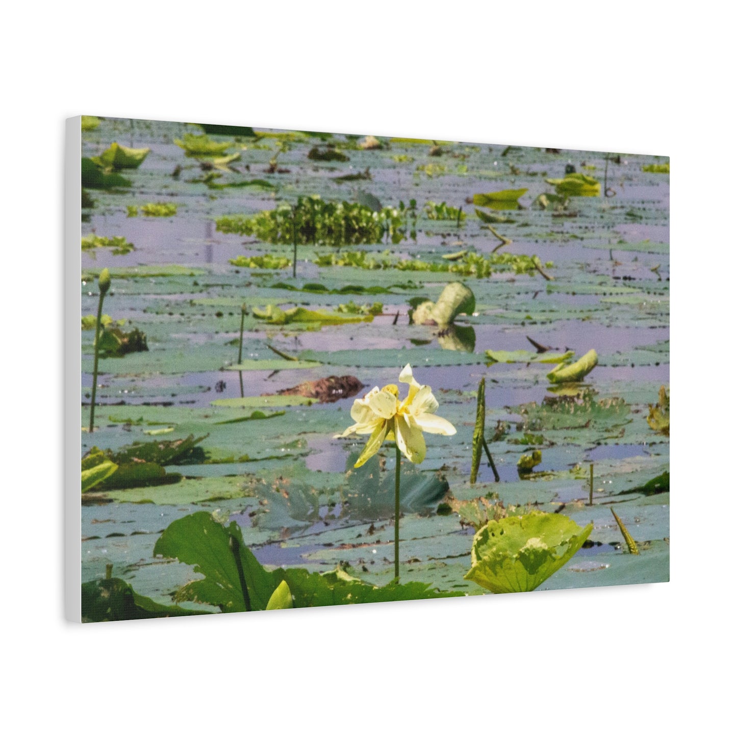 Marsh Petals