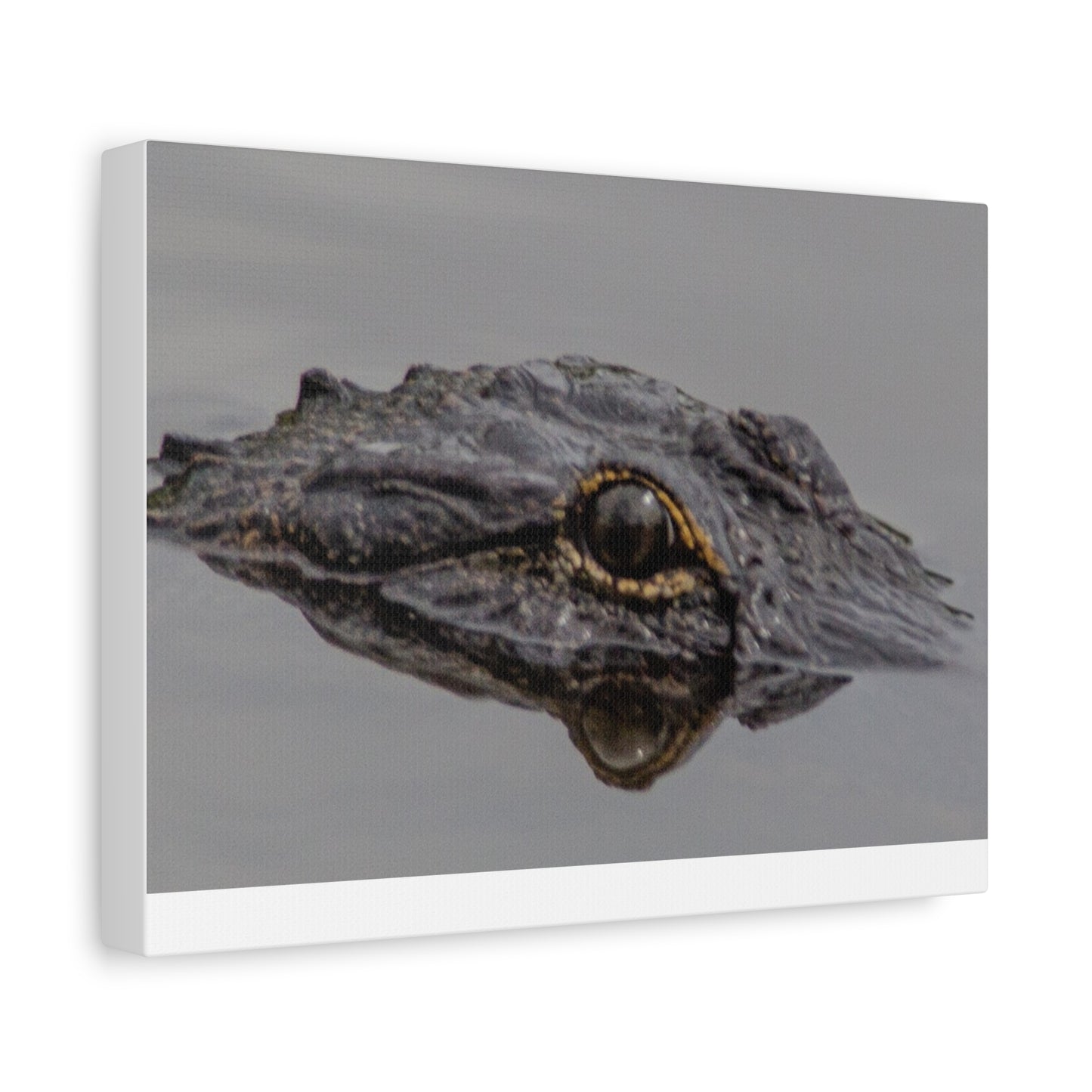 Glassy Gator