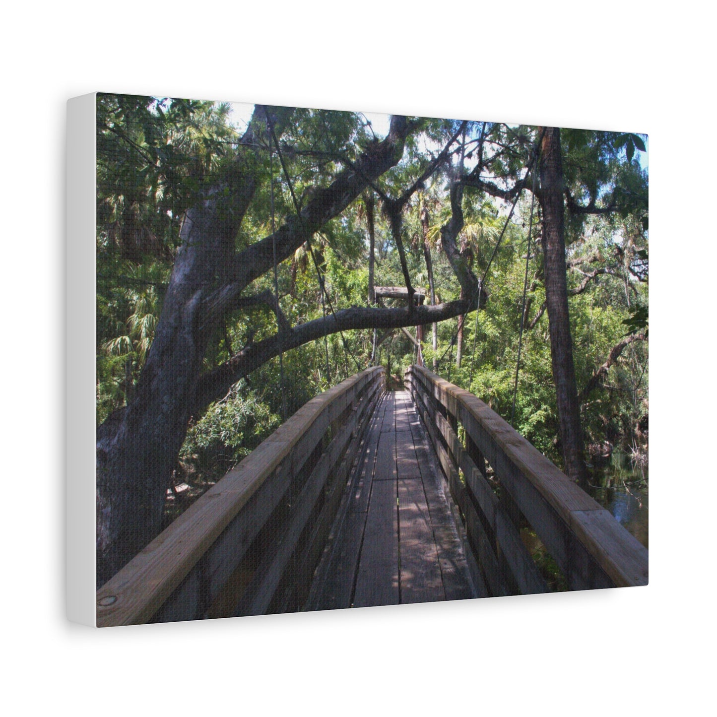 Canopy Crossing