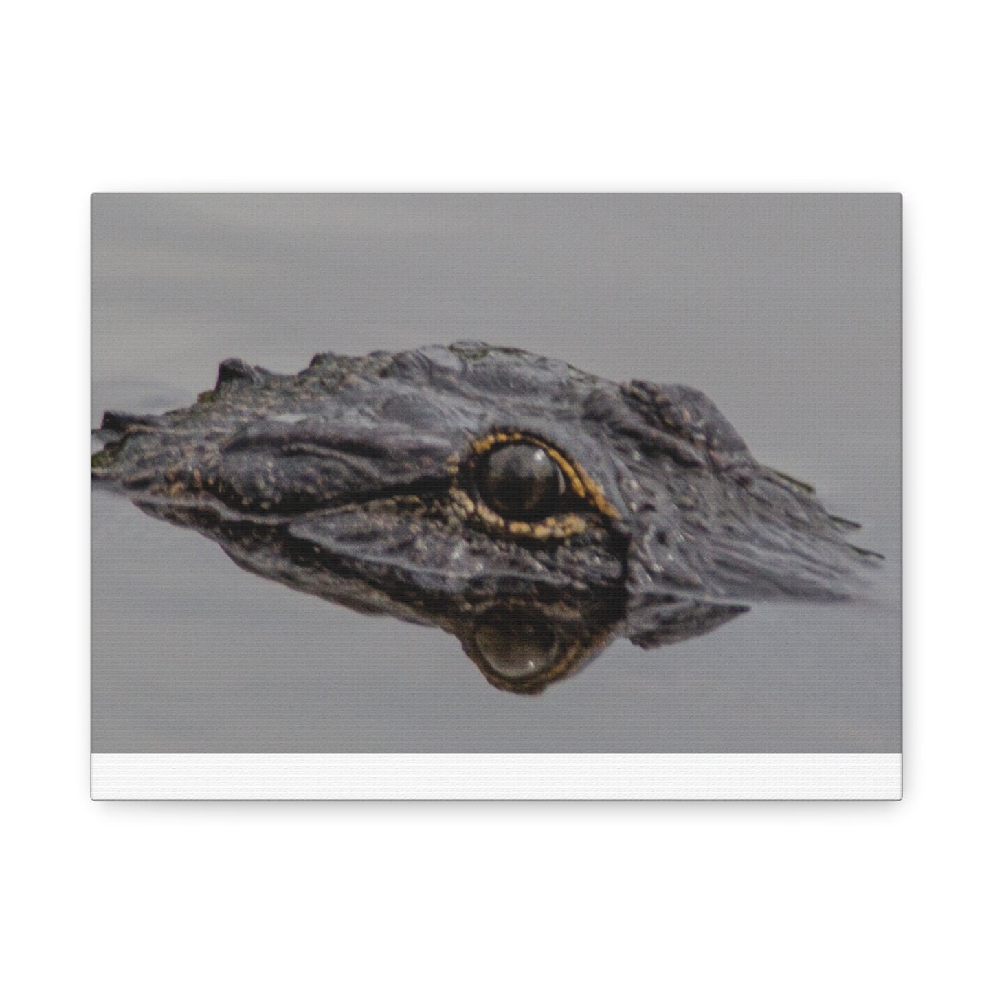 Glassy Gator