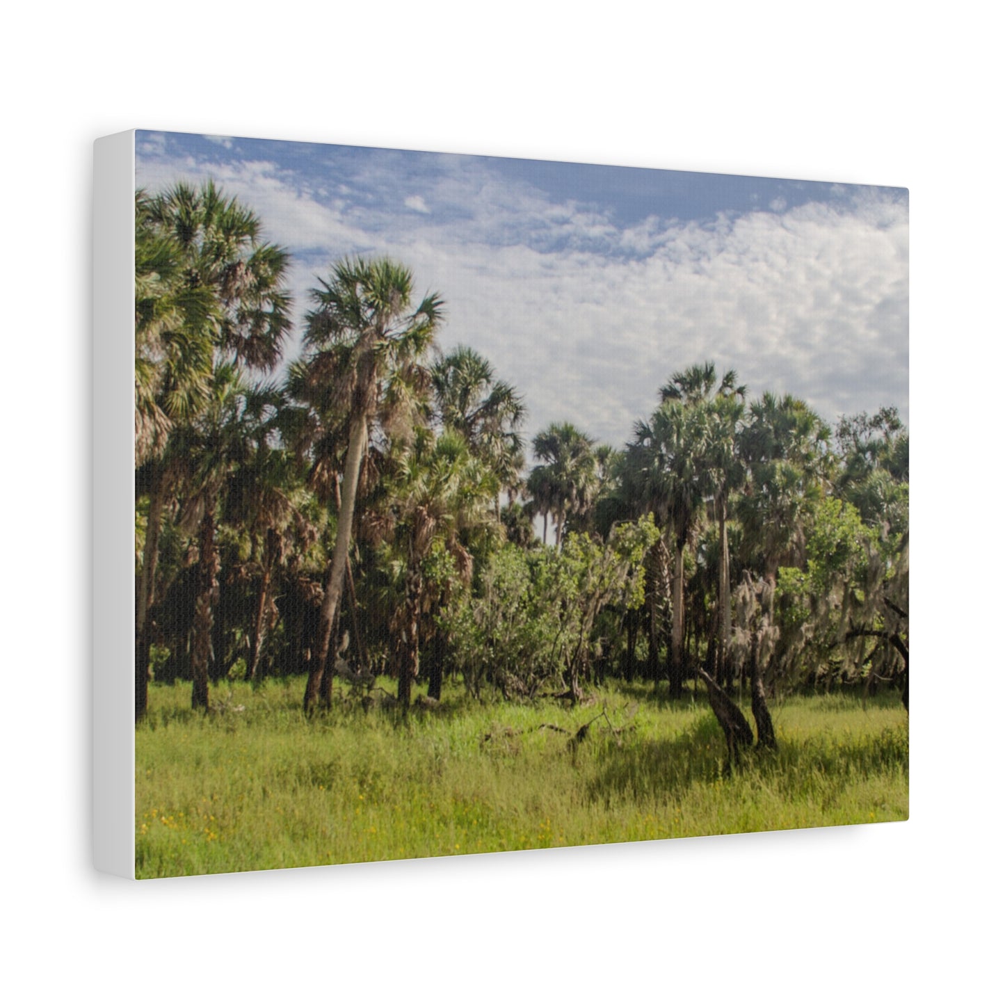 Palm Prairie