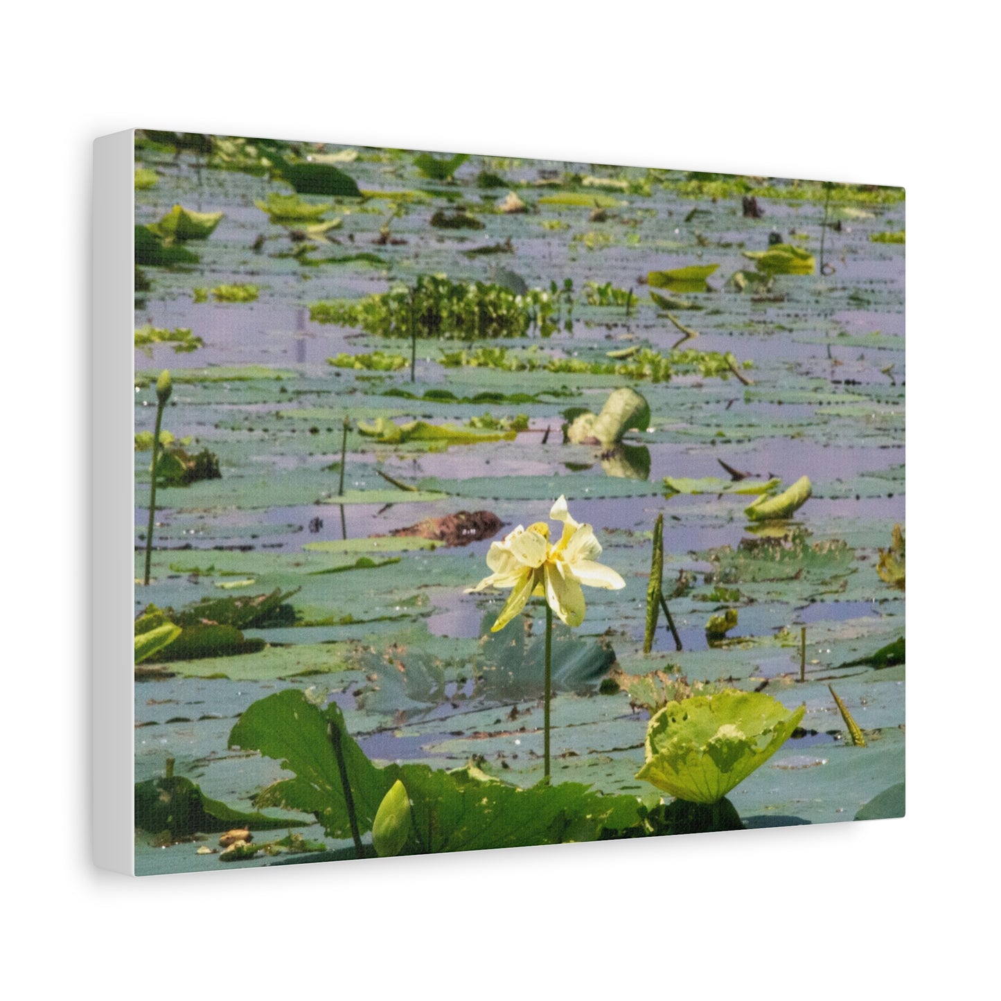 Marsh Petals
