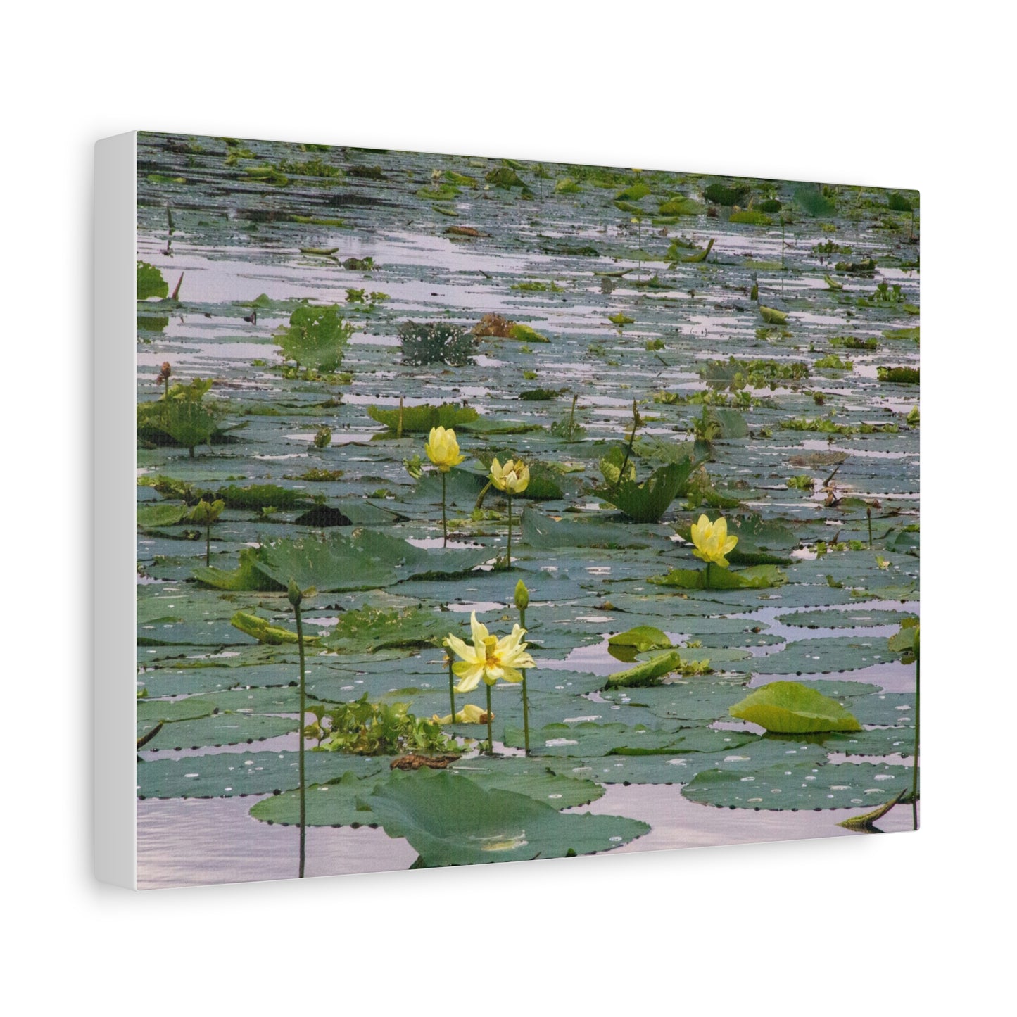 Golden Lillies