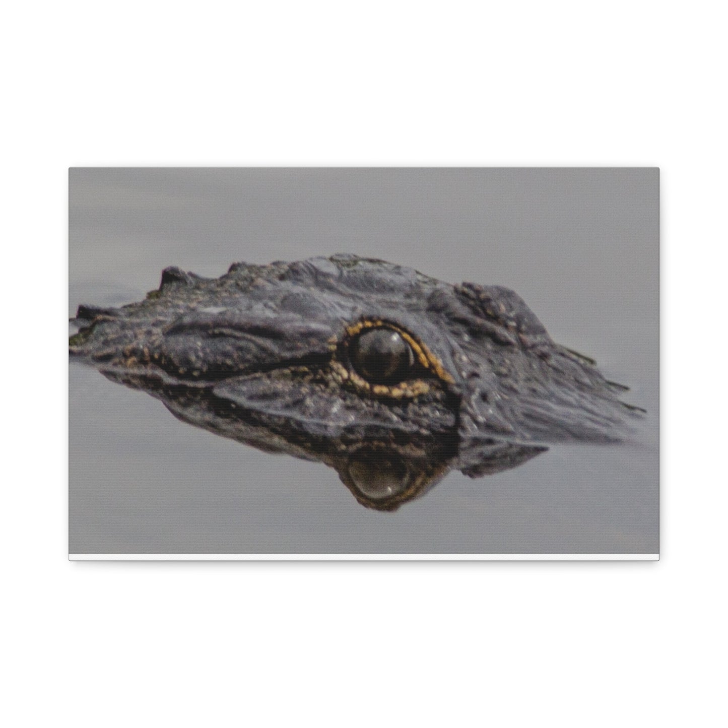 Glassy Gator