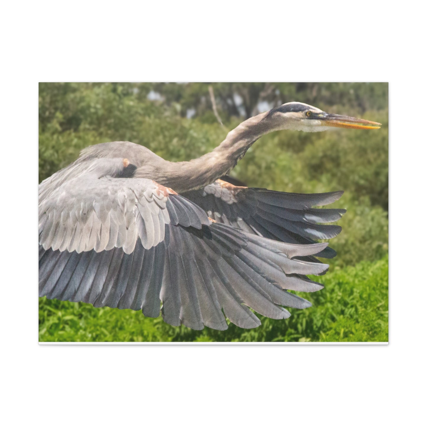 Take Flight
