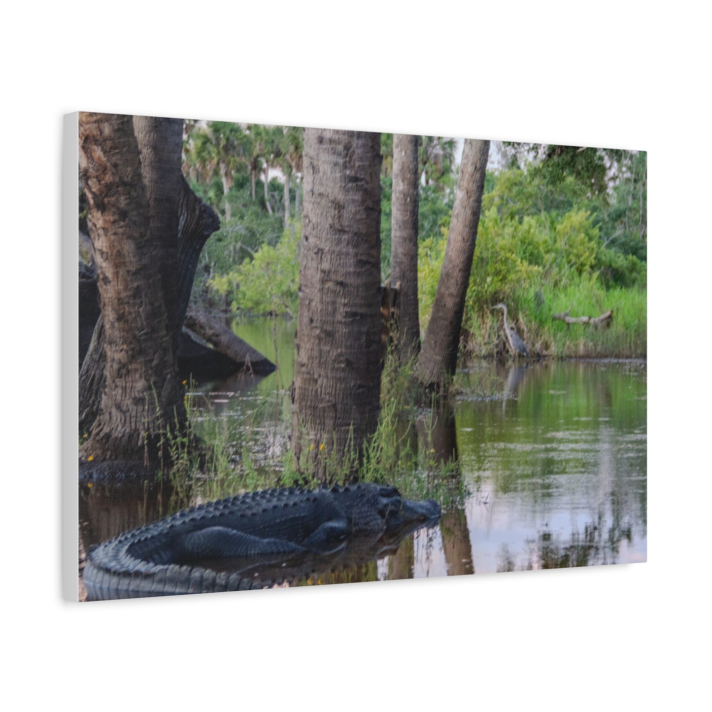 Swamp Life