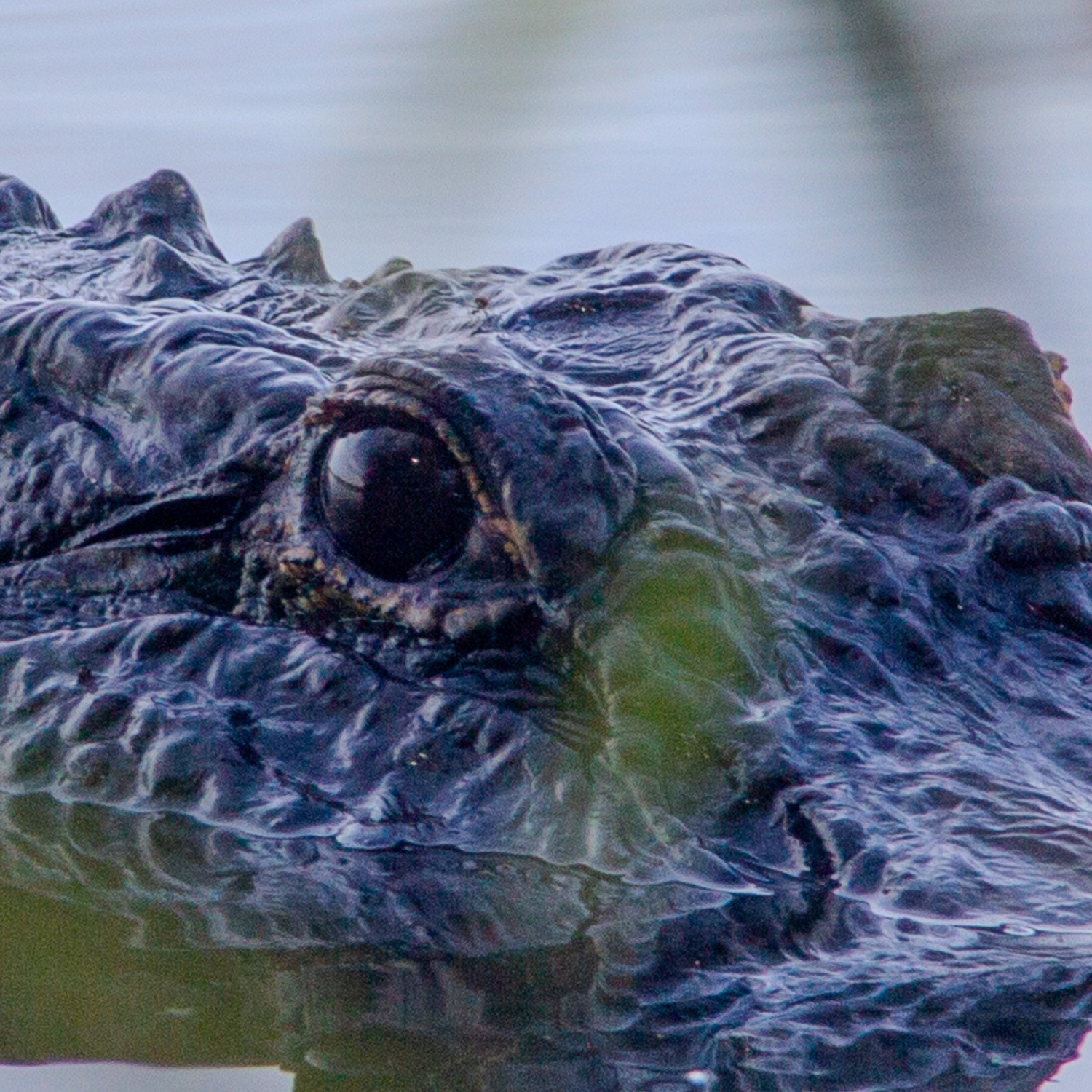 GATORS