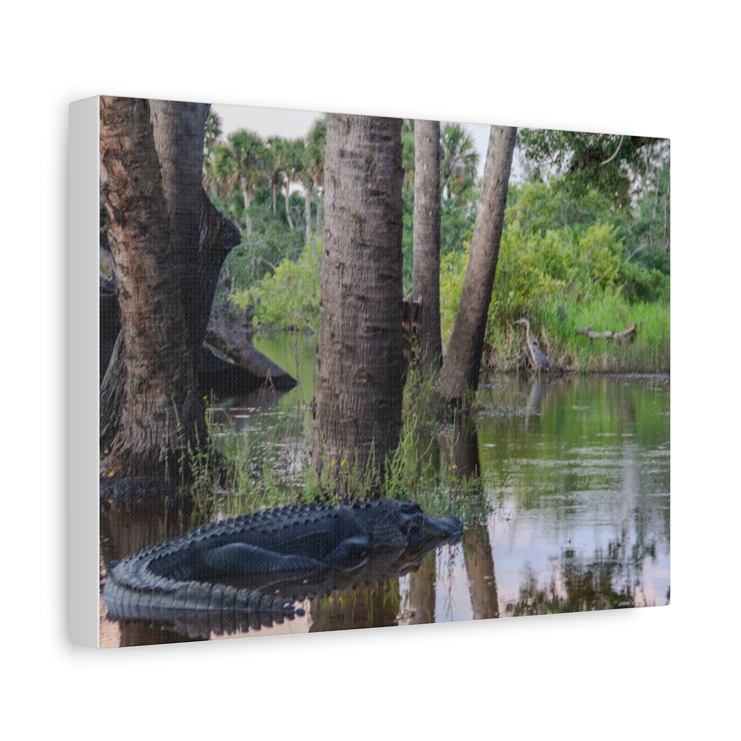 Swamp Life