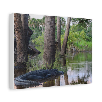 Swamp Life