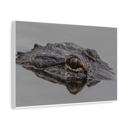 Glassy Gator