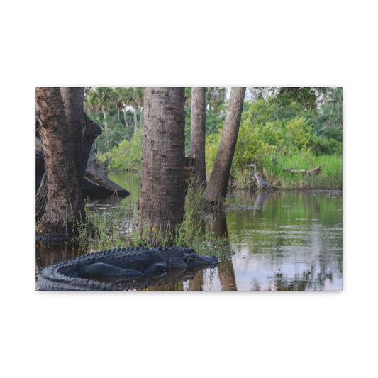 Swamp Life