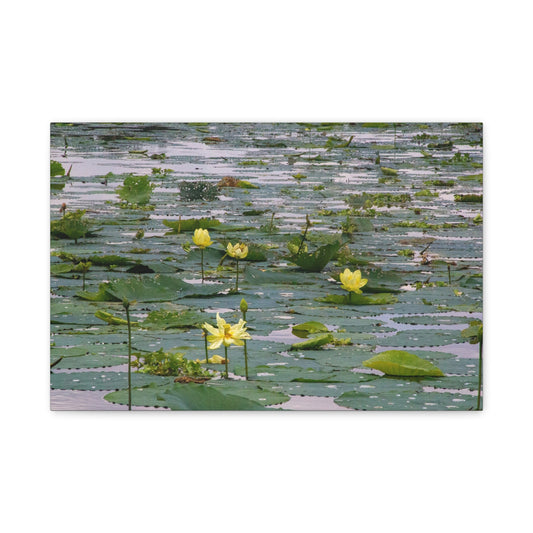 Golden Lillies