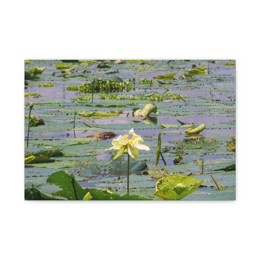 Marsh Petals