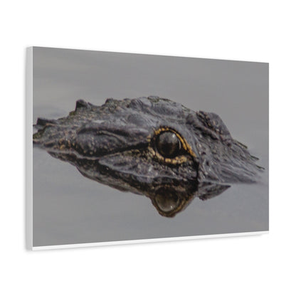 Glassy Gator
