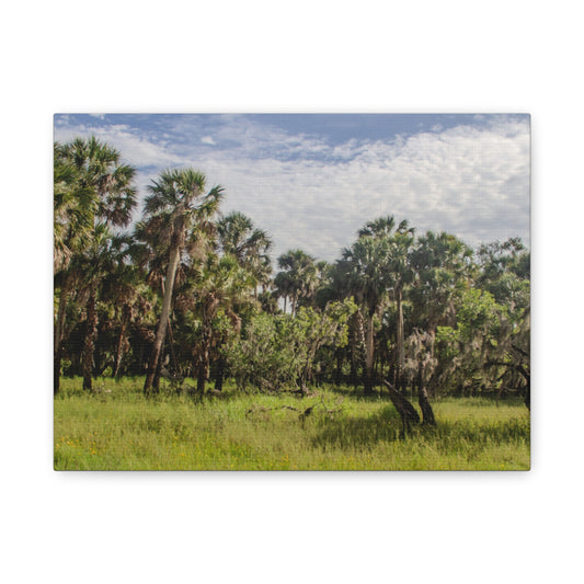 Palm Prairie