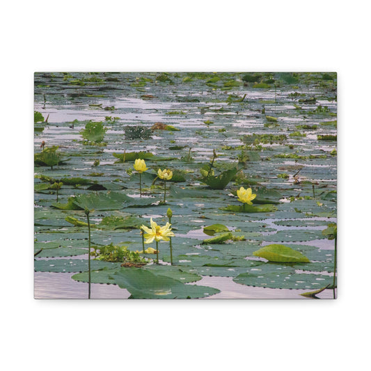 Golden Lillies