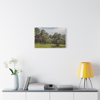 Palm Prairie
