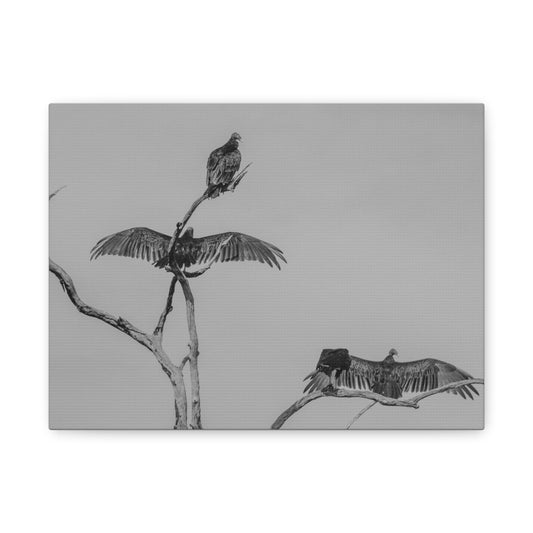 Wings of the Scavengers