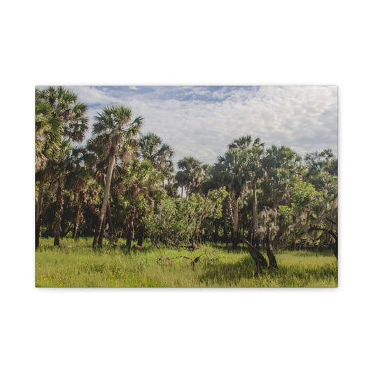 Palm Prairie