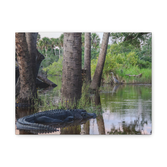 Swamp Life