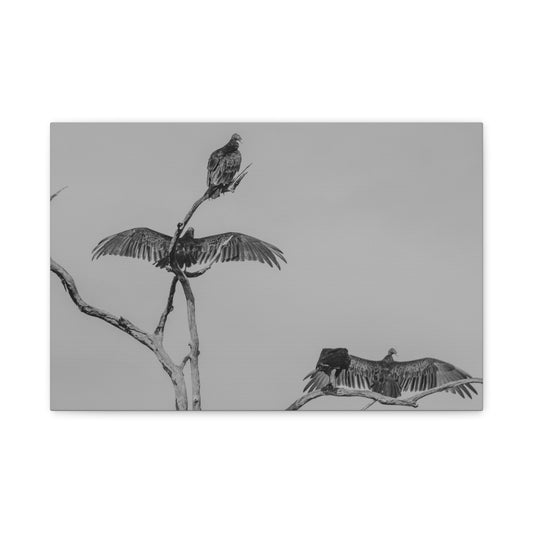 Wings of the Scavengers