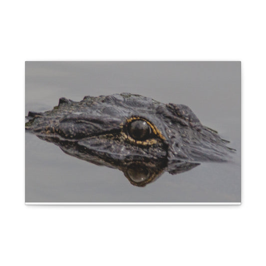 Glassy Gator